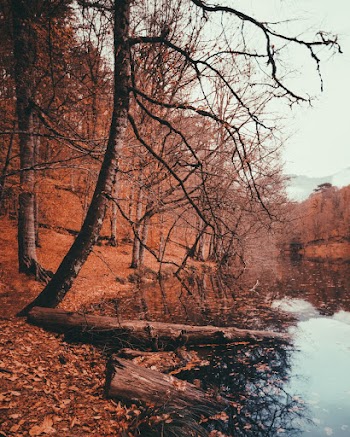 Landscape Photography of Bare Trees