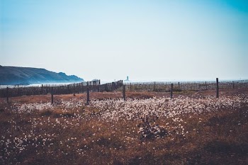 landscape photography of bed of white flowers