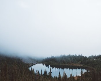 landscape photography of body of water between trees under foggy sky