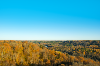 Landscape Photography of Brown Forest Under Blue Clear Sky