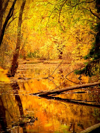 Landscape Photography of Clear Swamp Under Assorted-color Leafed Trees
