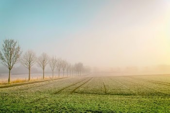 landscape photography of field