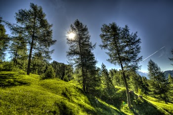 Landscape Photography of Forest
