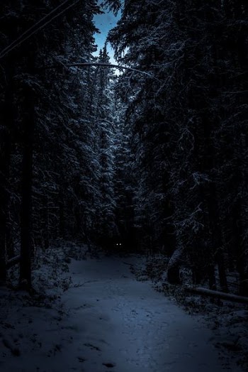 landscape photography of forest