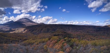 Landscape Photography Of Forest