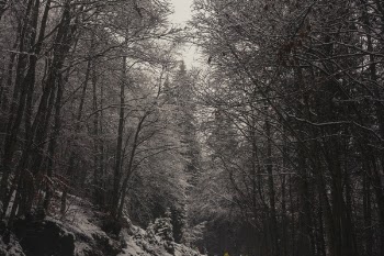 Landscape Photography of Forest