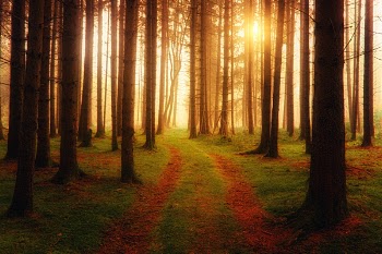 Landscape Photography of Forest