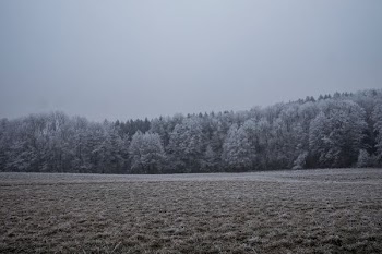 landscape photography of forest