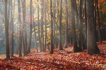 Landscape Photography of Forest during Autumn Season