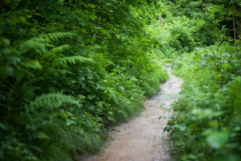 Landscape Photography of Forest Trail