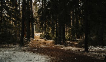 Landscape Photography of Forest Trees