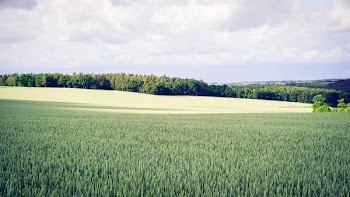 landscape photography of grass and trees