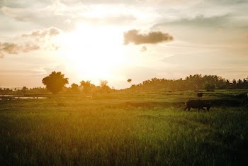 Landscape Photography of Grass Field during Golden Hour