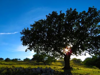 landscape photography of grass lawn with tree
