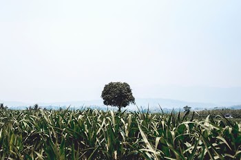 landscape photography of green grass