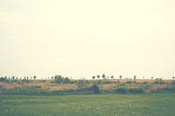 landscape photography of green grass field