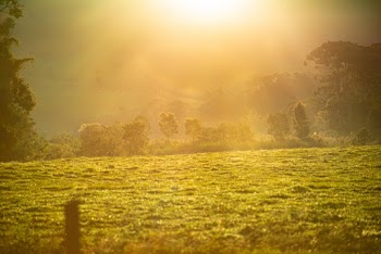 Landscape Photography of Green Grass Field and Trees