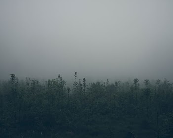 landscape photography of green leaf trees under cloudy sky
