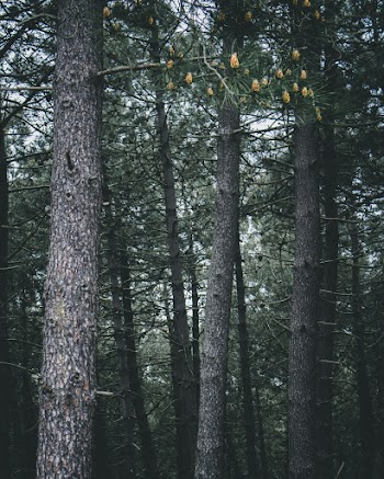 Landscape Photography of Green-leafed Trees