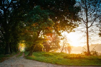 Landscape Photography of Green Leafed Trees