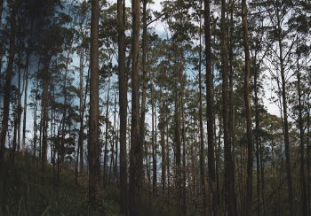 Landscape Photography of Green-leafed Trees