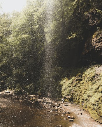 Landscape Photography of Green-leaved Trees