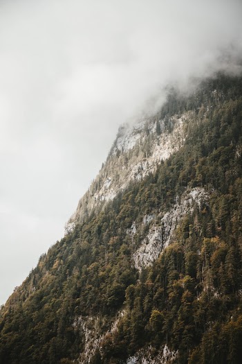 Landscape Photography of Green Trees