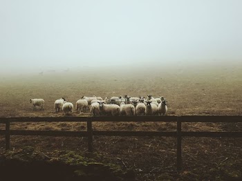 landscape photography of group of sheep on field