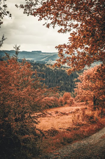 Landscape Photography of Mountains and Trees