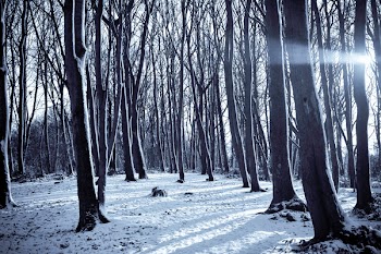 Landscape Photography of Naked Trees
