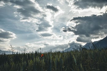 Landscape Photography of Pampas Grass