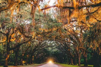 landscape photography of pathway between trees