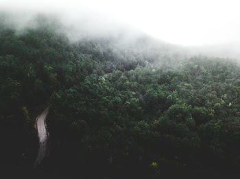 landscape photography of rain forest