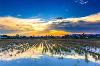 Landscape Photography of Rice Field during Golden Hour