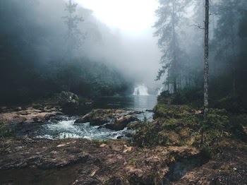 landscape photography of river between trees
