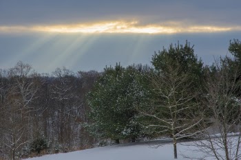Landscape Photography of Snowy Forest