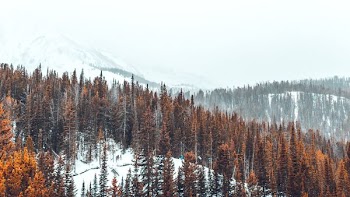 landscape photography of snowy mountain and trees
