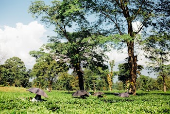 Landscape Photography of Trees