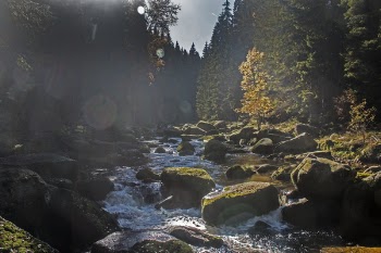 Landscape Photography of Trees