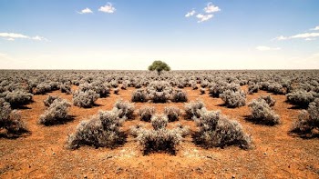 landscape photography of trees