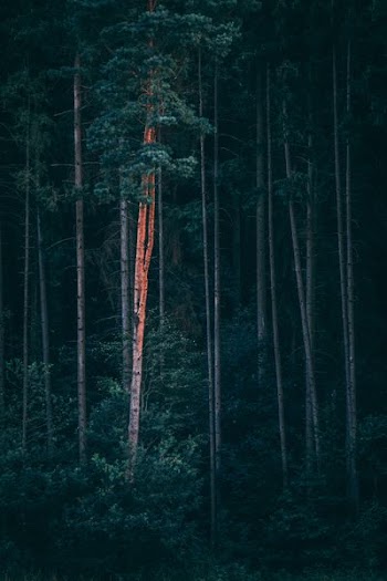 landscape photography of trees
