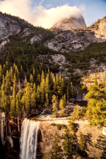 Landscape Photography of Trees