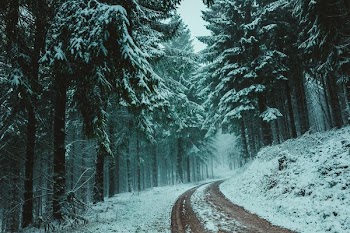 landscape photography of trees
