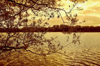 Landscape Photography of Trees and Body of Water