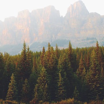landscape photography of trees during daytime