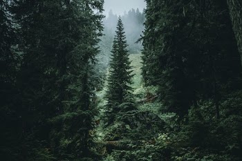landscape photography of trees in forest
