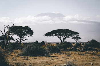 Landscape Photography of Wild Trees over Mountain
