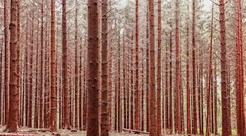 landscape photography of woods