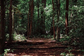 landscape photography of woods