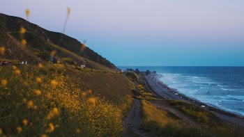 landscape photography of yellow flowers